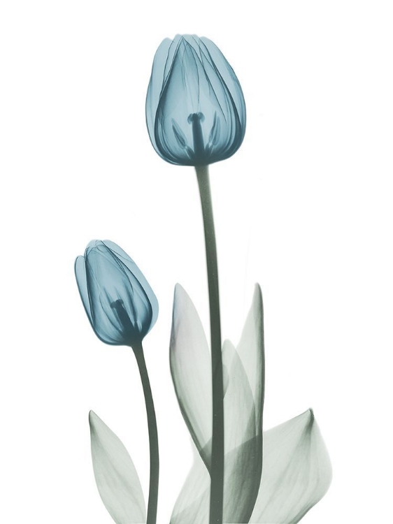 Picture of RETRO BLUE TULIPS 2