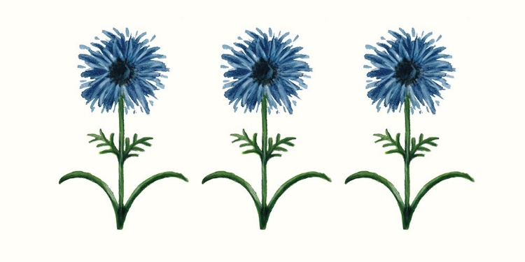 Picture of BLUE DAISIES