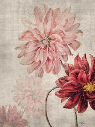 Picture of DAHLIAS