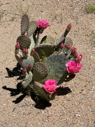 Picture of BLOOMING CACTUS