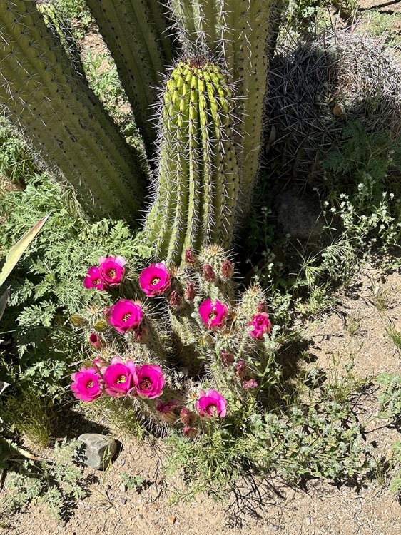 Picture of DESERT BLOOM