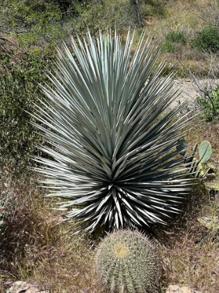 Picture of ECSTATIC CACTUS