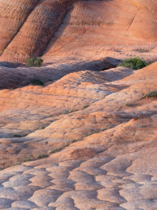 Picture of HONEY COMB