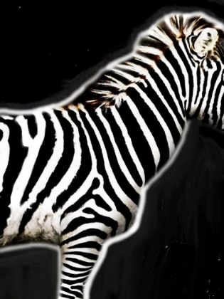 Picture of ZEBRA IN BLACK