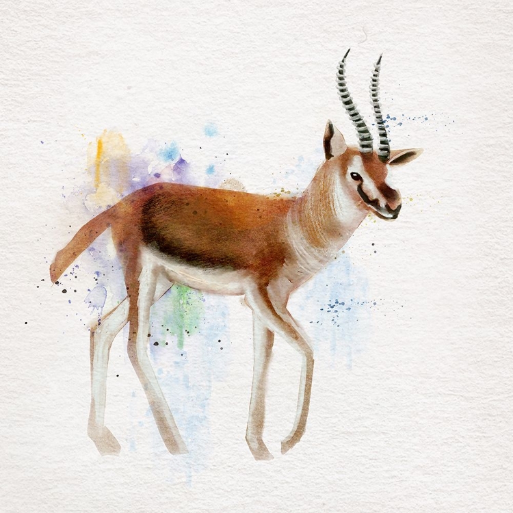 Picture of GAZELLE