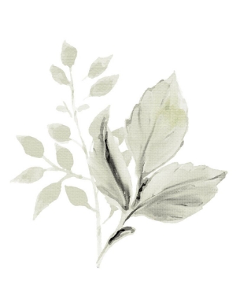 Picture of FOLIAGE SAGE 1