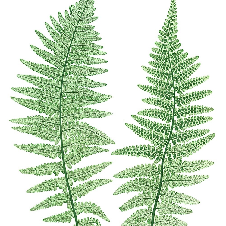 Picture of FERNS 1