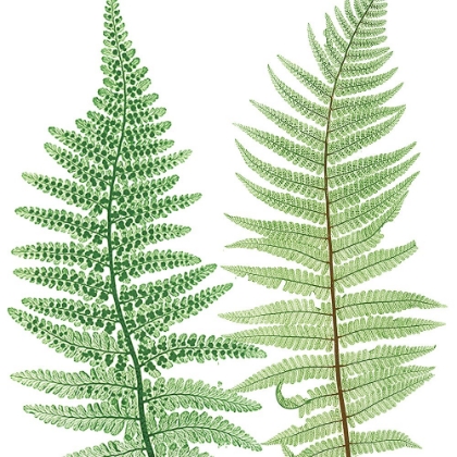 Picture of FERNS 2