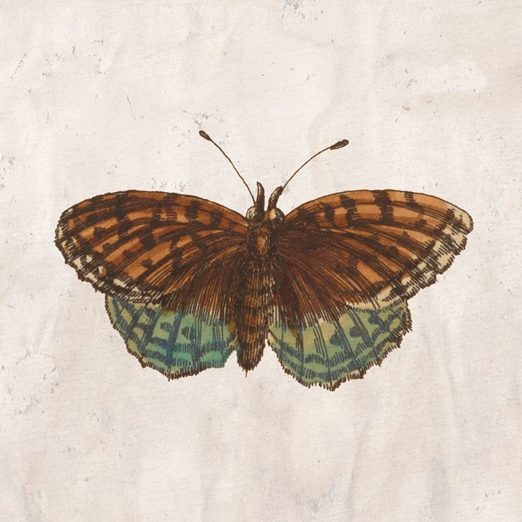 Picture of VINTAGE BUTTERFLY 1