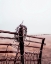 Picture of RUSTY FENCE