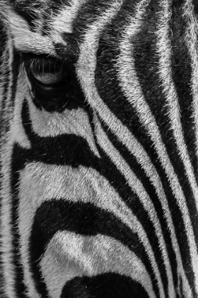 Picture of LONESOME ZEBRA 2