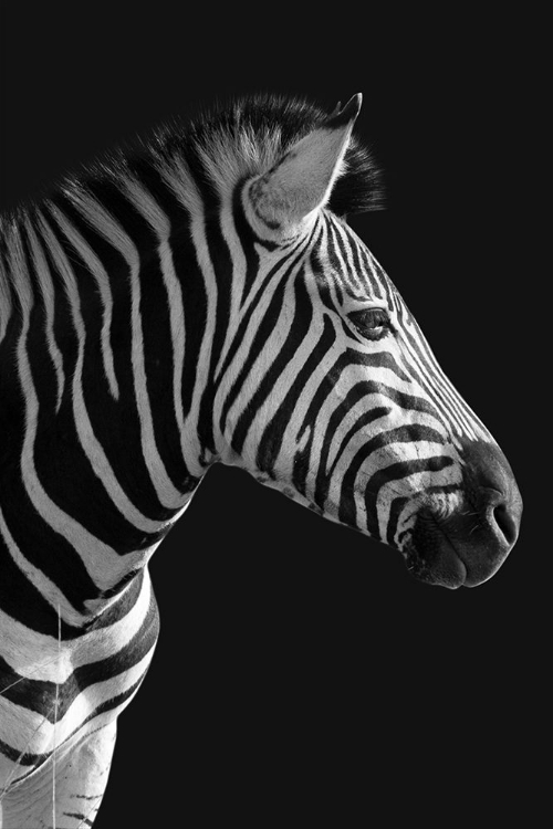 Picture of LONESOME ZEBRA 3