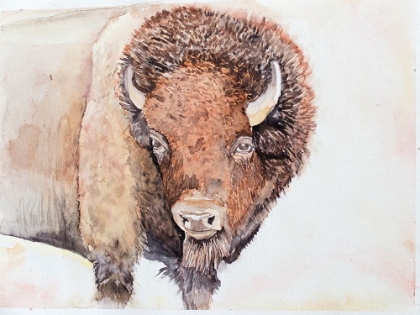 Picture of BISON