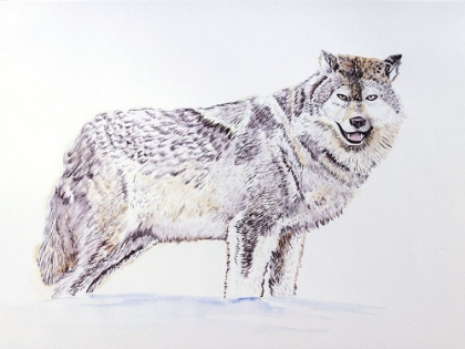 Picture of WOLF