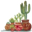 Picture of CACTI SET