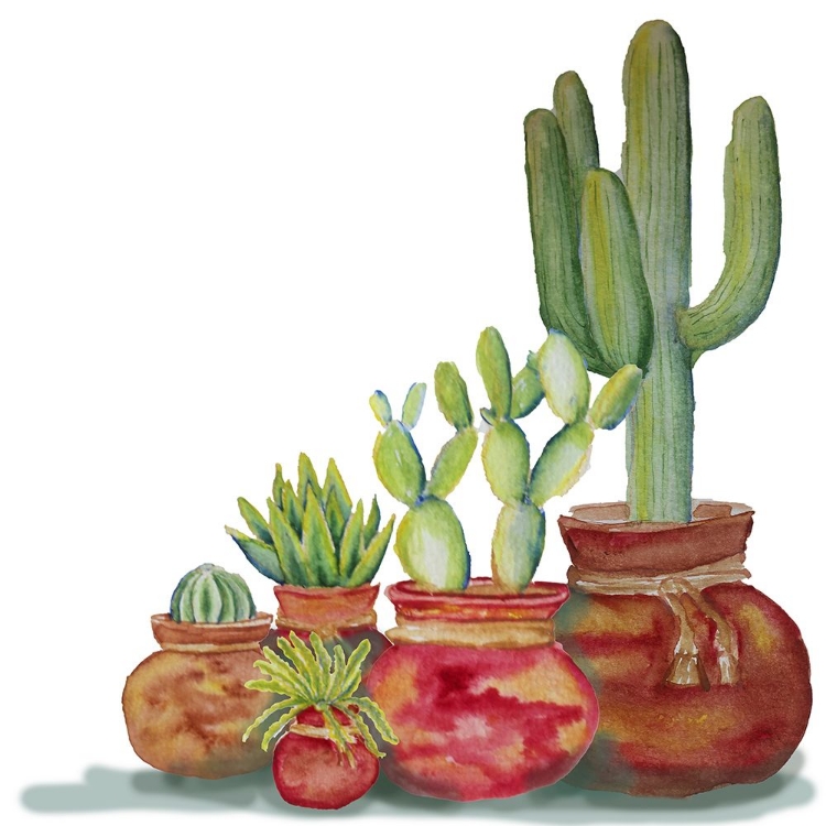 Picture of CACTI SET