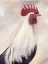 Picture of FARM ROOSTER