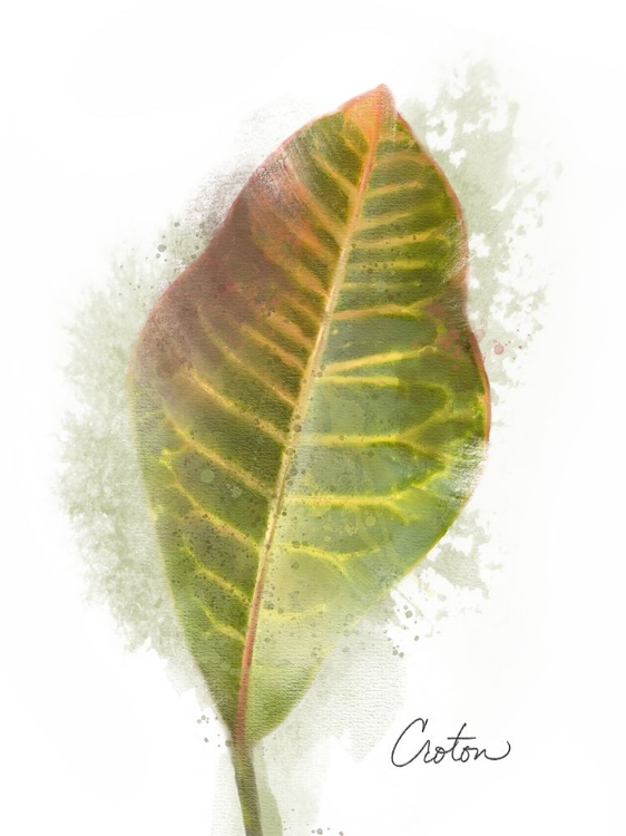 Picture of CROTON PLANT