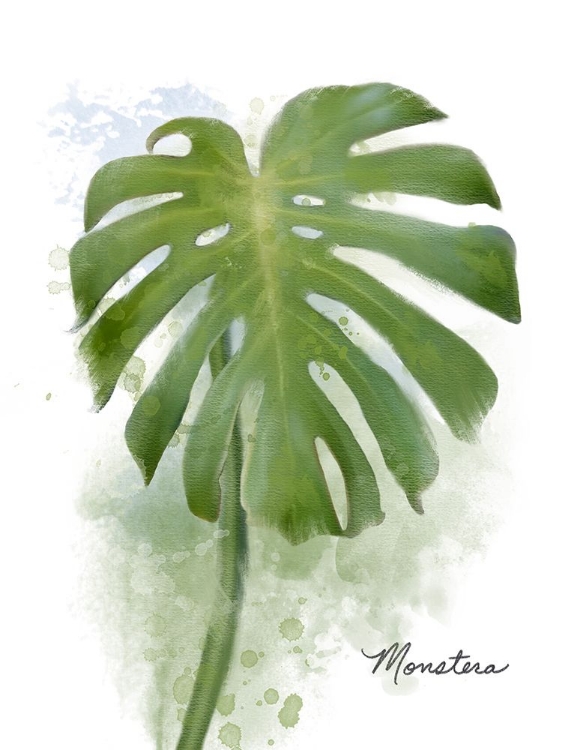 Picture of MONSTERA