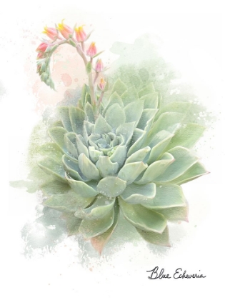 Picture of SUCCULENT BLUE ECHEVERIA