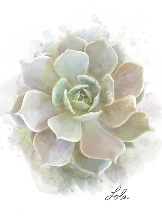 Picture of SUCCULENT LOLA