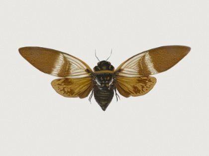 Picture of INSECT MOTH 1