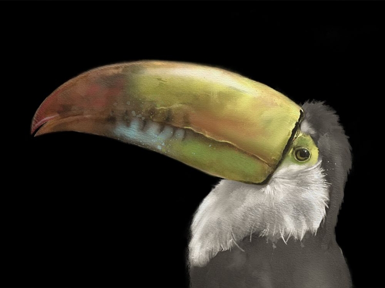 Picture of TOUCAN BLACK