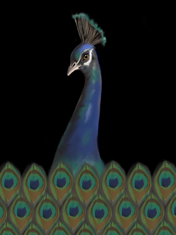 Picture of PEACOCK BLACK