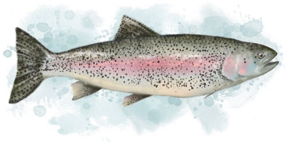 Picture of FISH TROUT