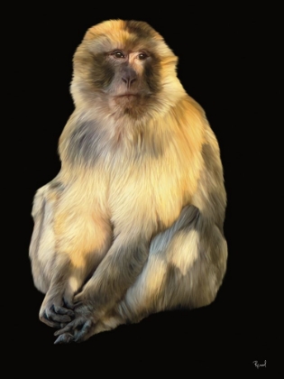 Picture of BARBARY MACAQUE