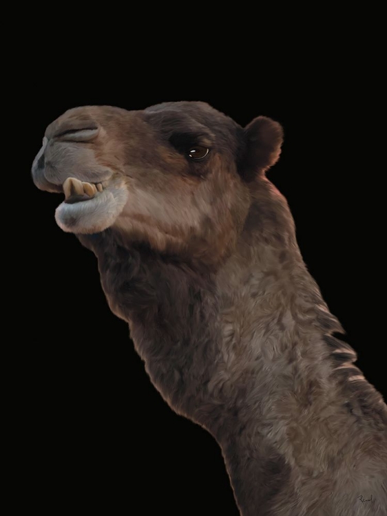 Picture of MOROCCAN CAMEL