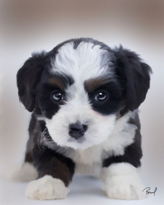 Picture of BERNEDOODLE SCRUFFY