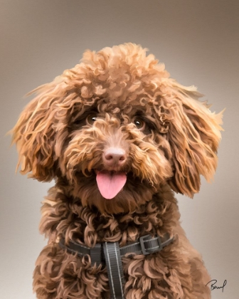 Picture of TOY POODLE DAISY