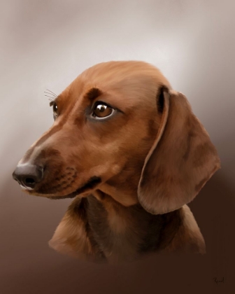 Picture of DACHSHUND PEYTON