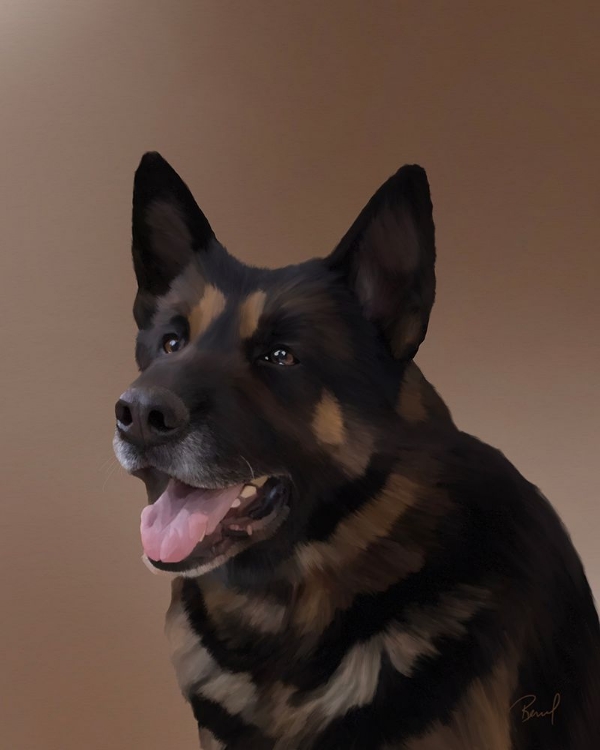 Picture of GERMAN SHEPHERD SADIE