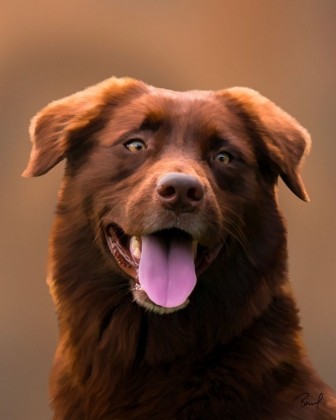 Picture of AUSTRALIAN SHEPHERD LUCY