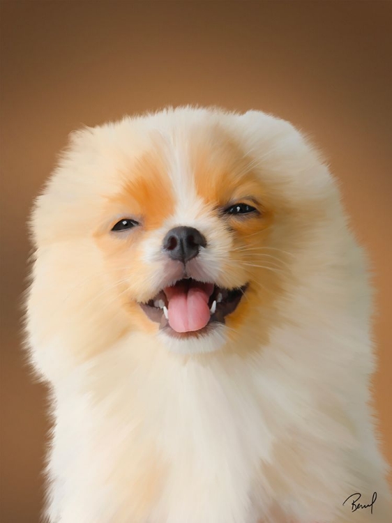 Picture of POMERANIAN LUNA