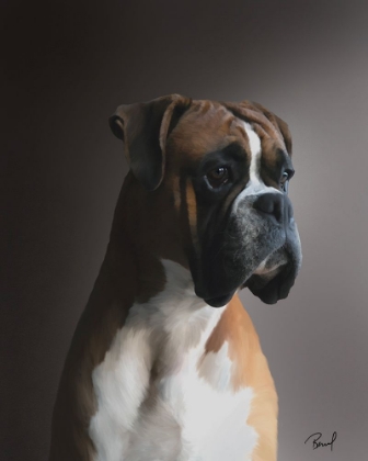 Picture of BOXER KAISER