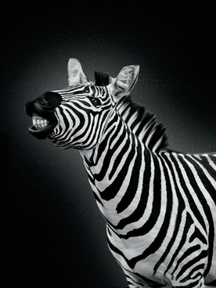 Picture of CHEEKY ZEBRA