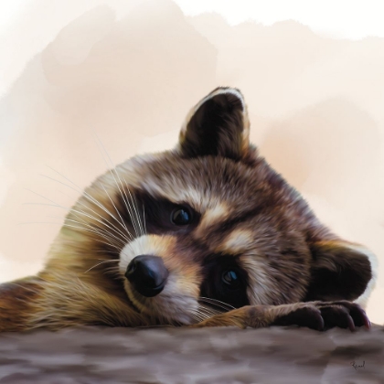 Picture of ENDEARING RACCOON 1