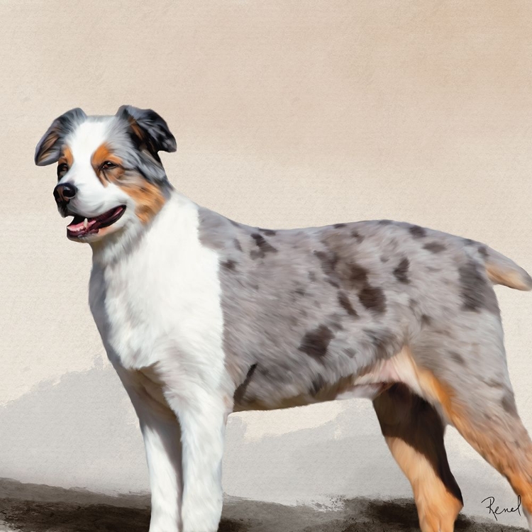 Picture of AUSTRALIAN SHEPHERD