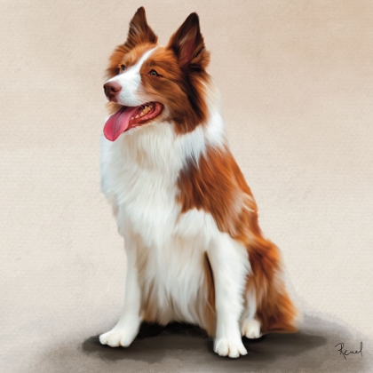 Picture of COLLIE