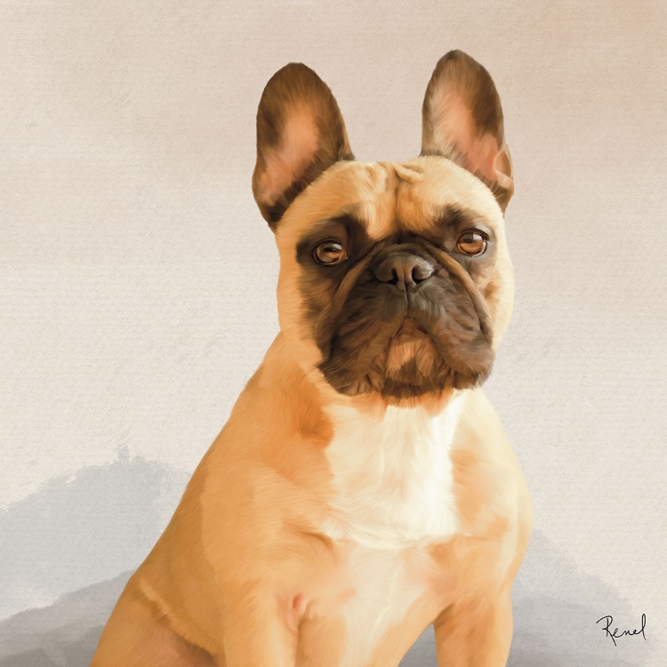 Picture of FRENCH BULLDOG