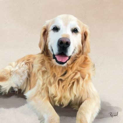 Picture of GOLDEN RETRIEVER