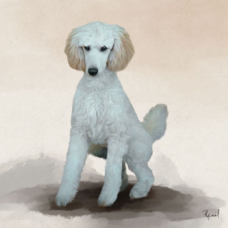 Picture of POODLE