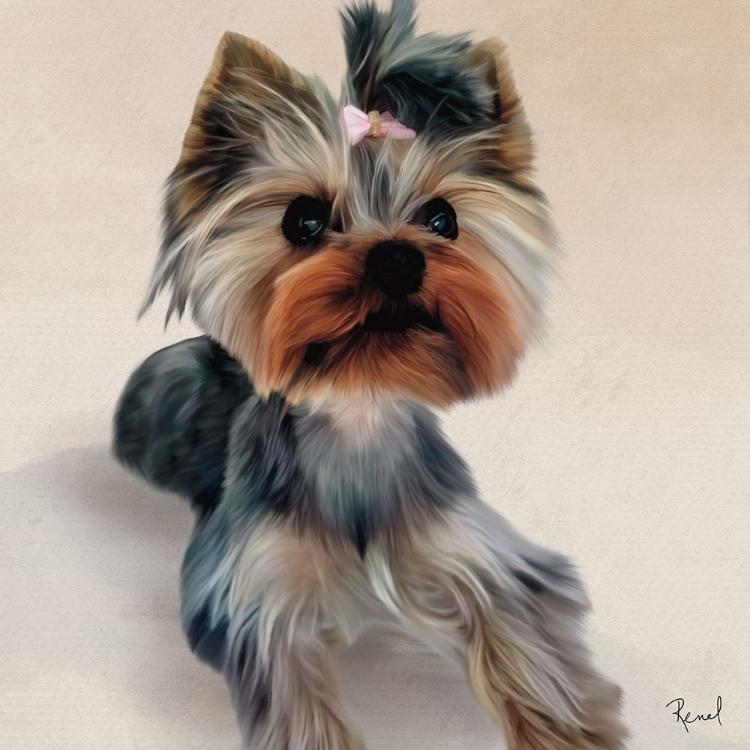 Picture of YORKSHIRE TERRIER