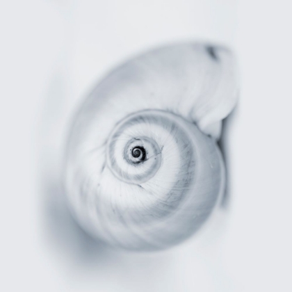 Picture of MIDNIGHT SNAIL