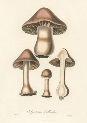 Picture of AGARICUS BULLOSUS