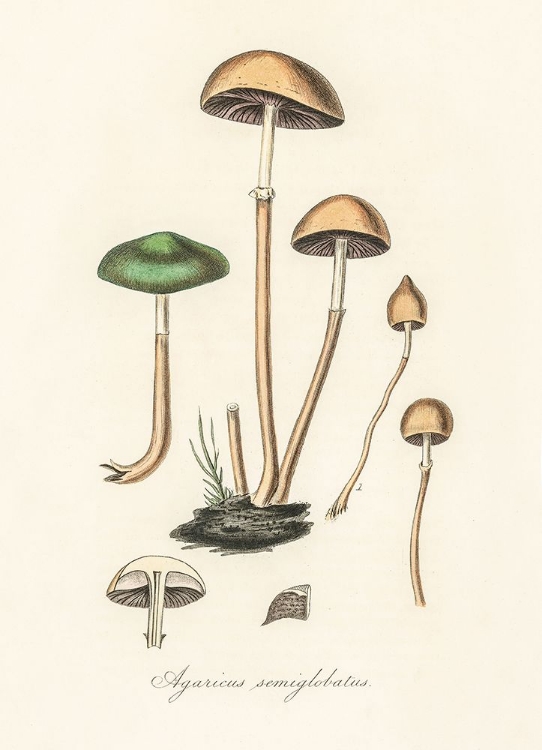 Picture of AGARICUS SEMIGLOBATUS