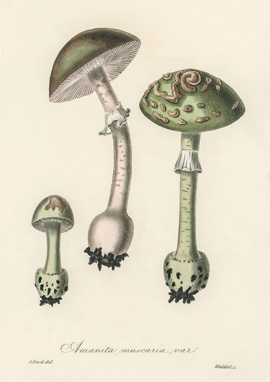 Picture of AMANITA MUSCARIA